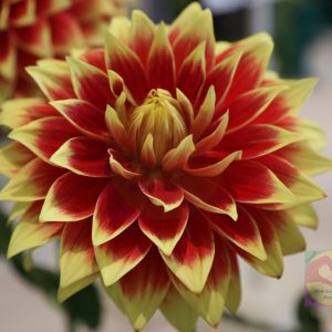 FLOWERS 125