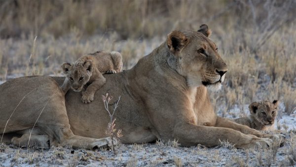 iLove NLFG Photography Nature - Image 2