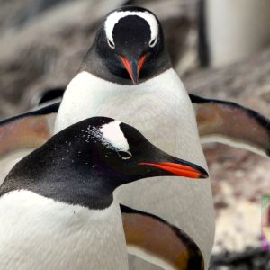 PENGUINS 95